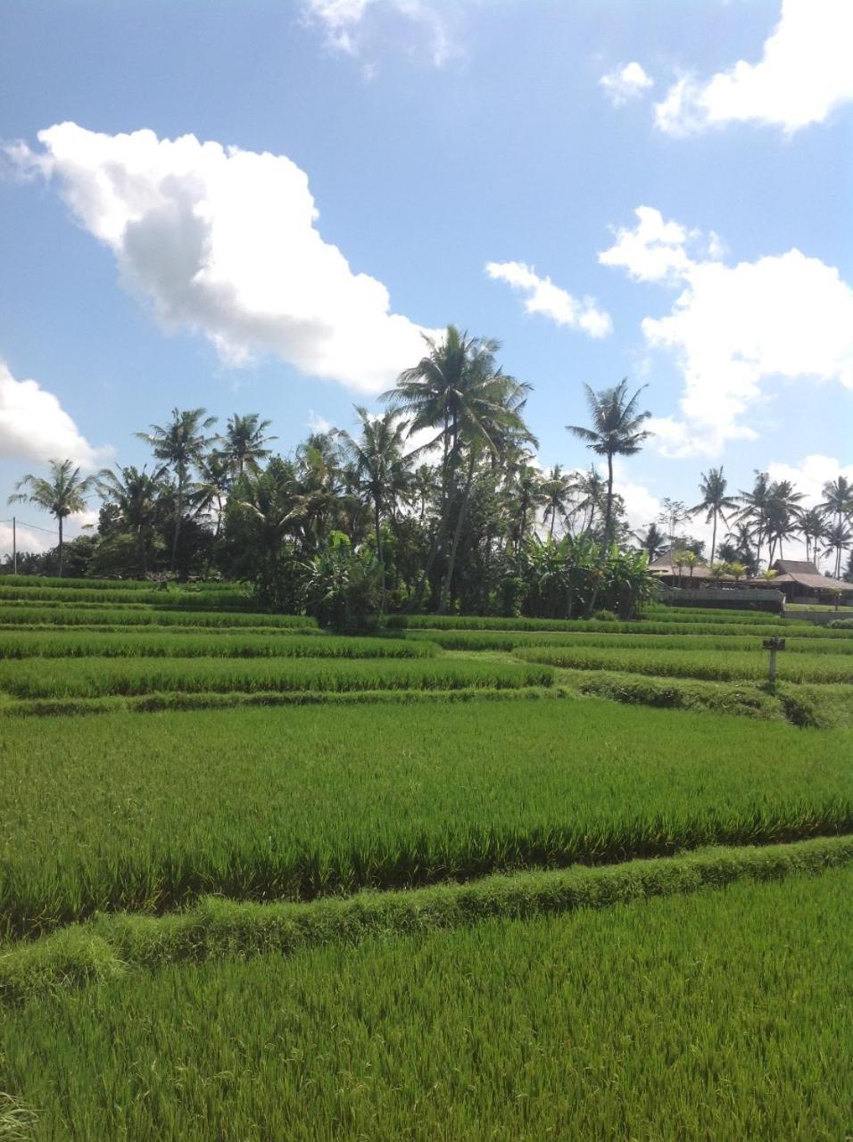 Uma Dhari Villa By Prasi Ubud Exteriér fotografie